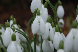 Snowdrops in the borders