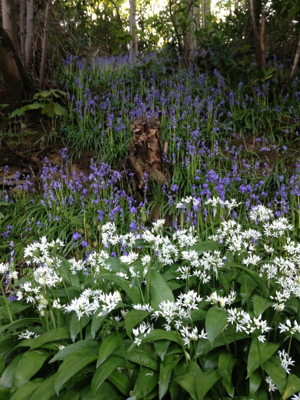The Wild Garlic and Bluebells in May