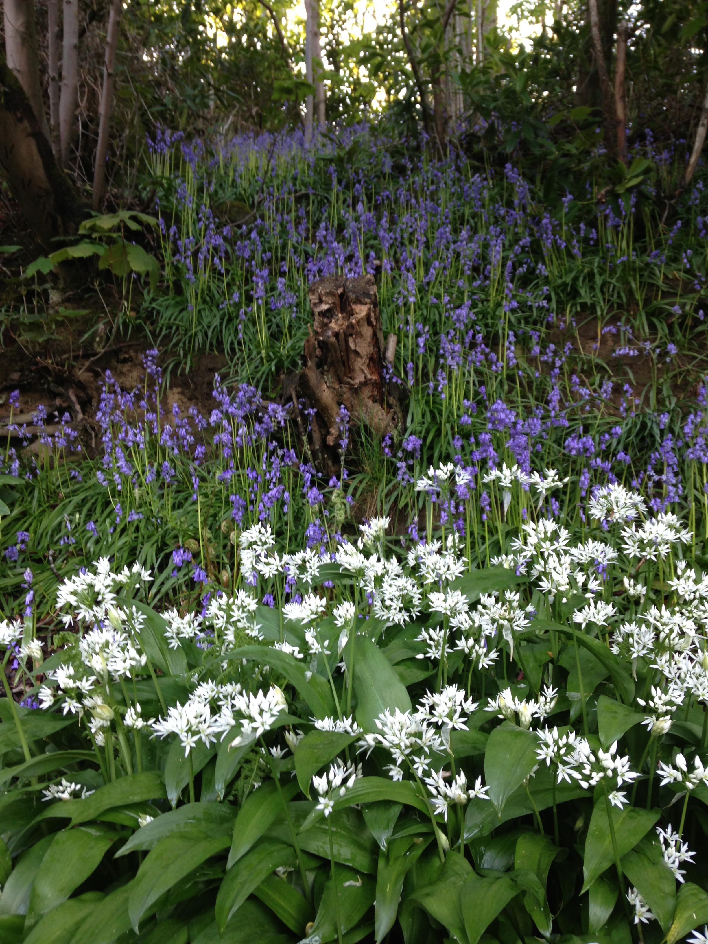 Hornby Castle Garden Open weekend