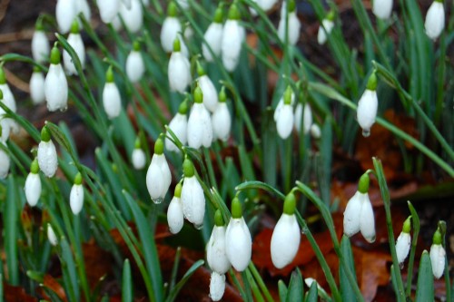 Hornby Castle Snowdrop Weekend build up!