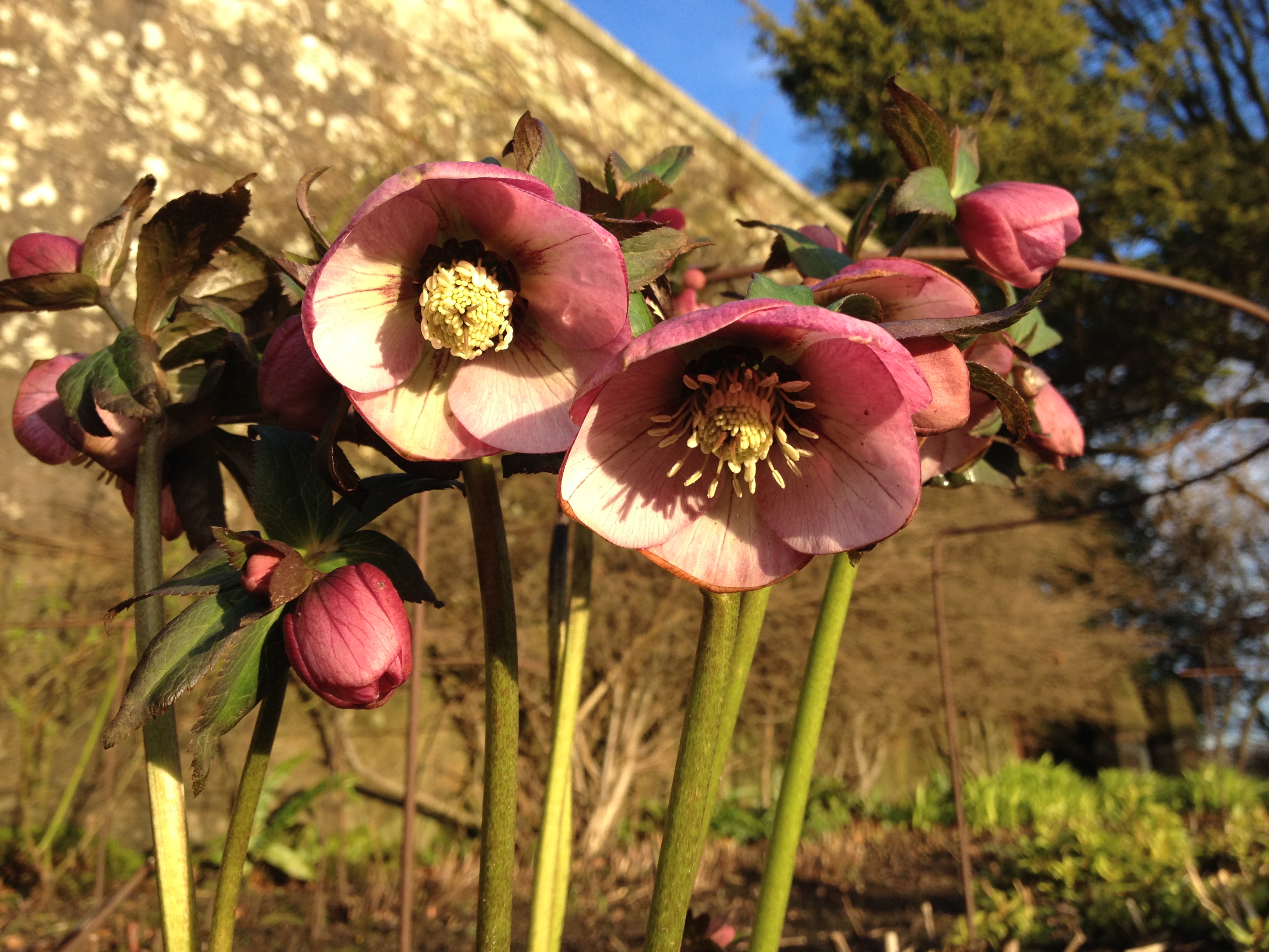 Hellebores in the herbaceous