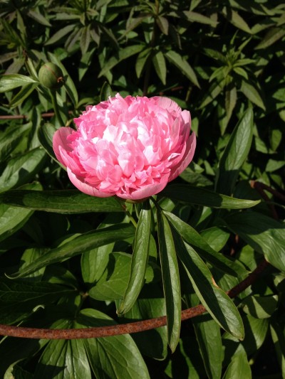 Peony in the herbaceous border