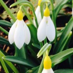 Yellow snowdrops