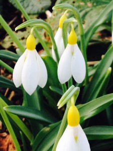 Yellow snowdrops in the borders