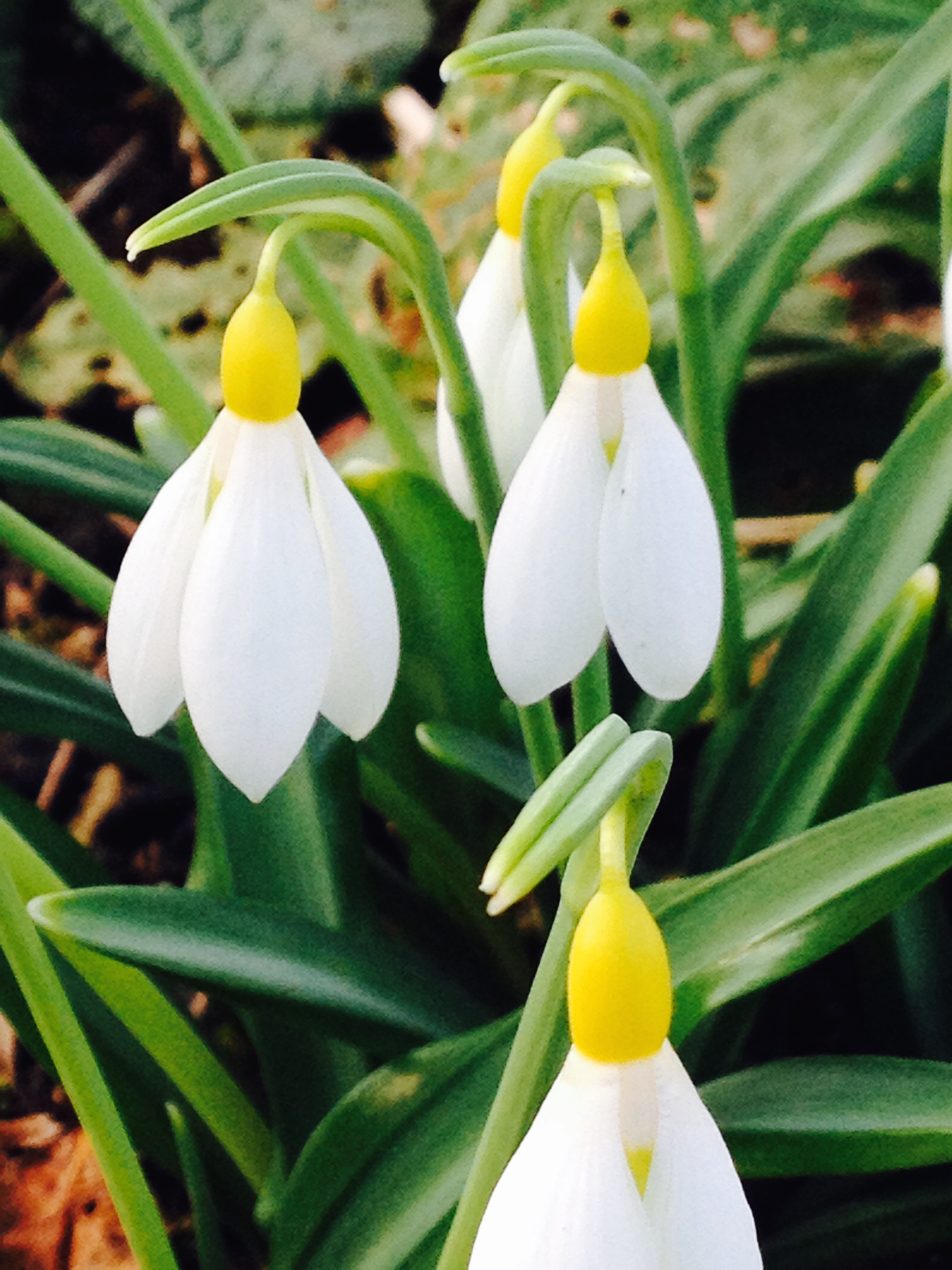 Sunday Snowdrops – OPENING EARLY to beat the weather