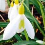 Yellow Snowdrop