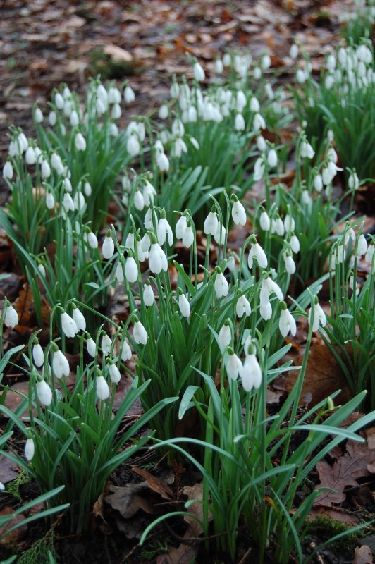 Snowdrops in the woodland walk