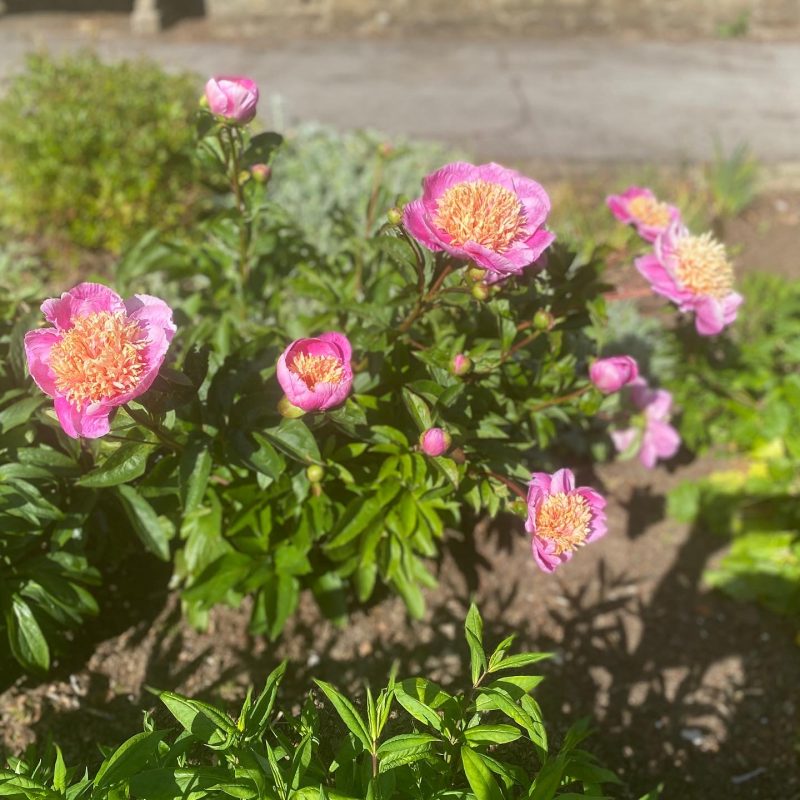 Peonies in the herbaceous border
